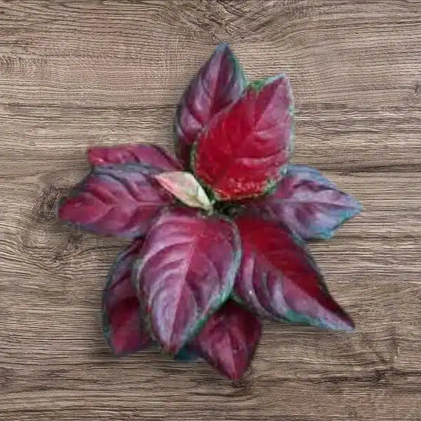 Aglaonema Black Maroon - Image 11