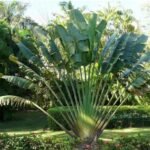 Traveller's palm (Ravenala Madagascariensis)