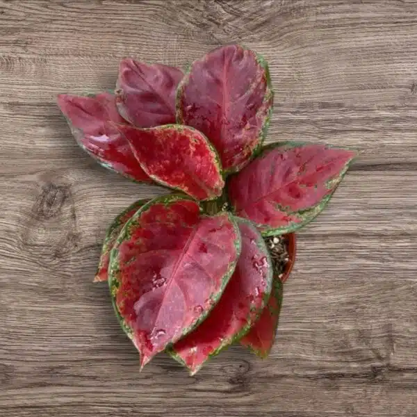 Aglaonema Black Maroon