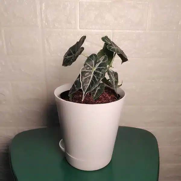 Alocasia Parasol - Image 4