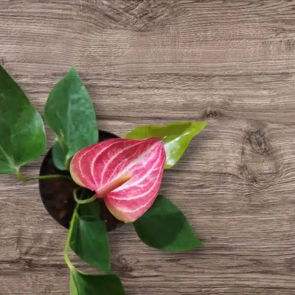 Anthurium andraeanum 'Livium' - Image 3