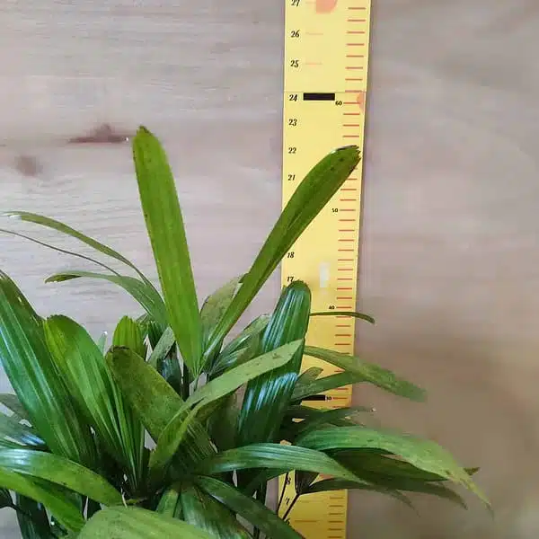 Lady Palm (Rhapis Excelsa) - Image 5