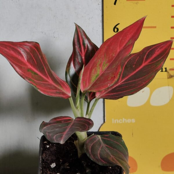 Aglaonema Red Vein - Image 4