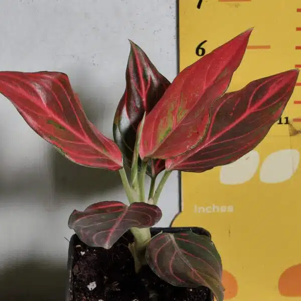 Aglaonema Red Vein - Image 4