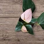 Anthurium Light Pink Miniature