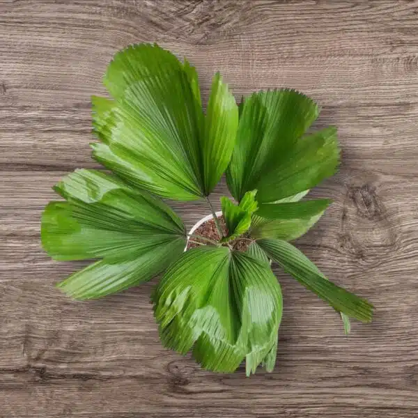 Ruffled Fan Palm(Licuala grandis /Pichodia grandis) XL Size - Image 3