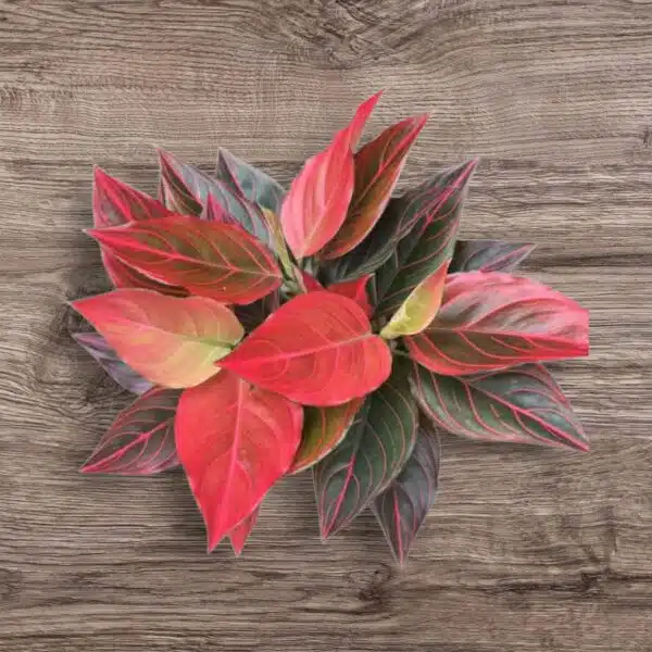 Aglaonema Red Vein