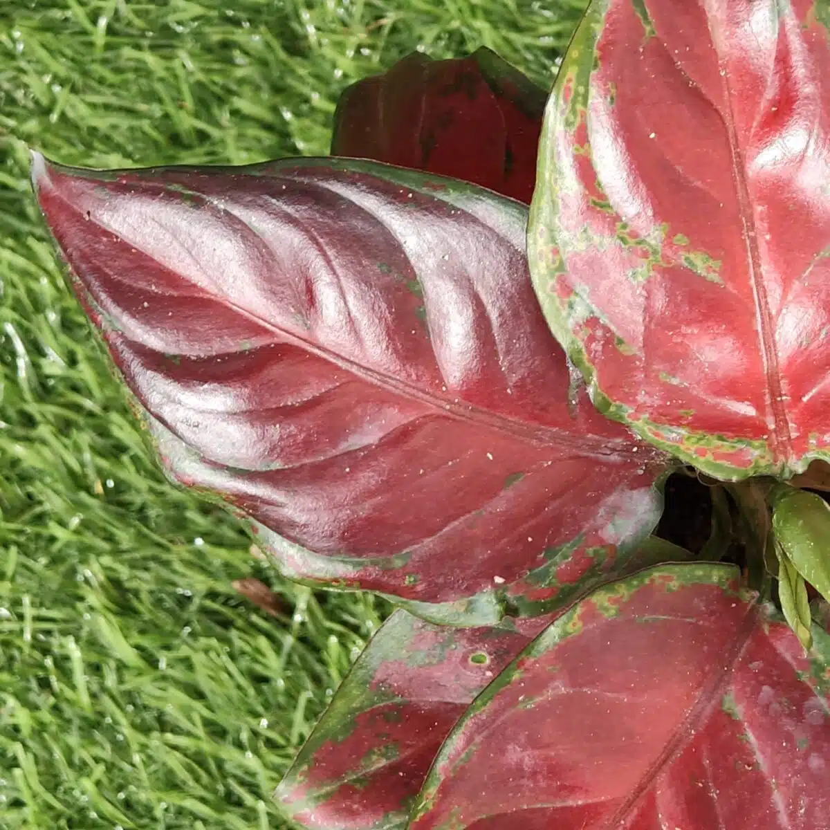 Aglaonema Black Maroon - Image 4