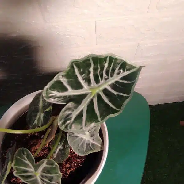 Alocasia Parasol - Image 2