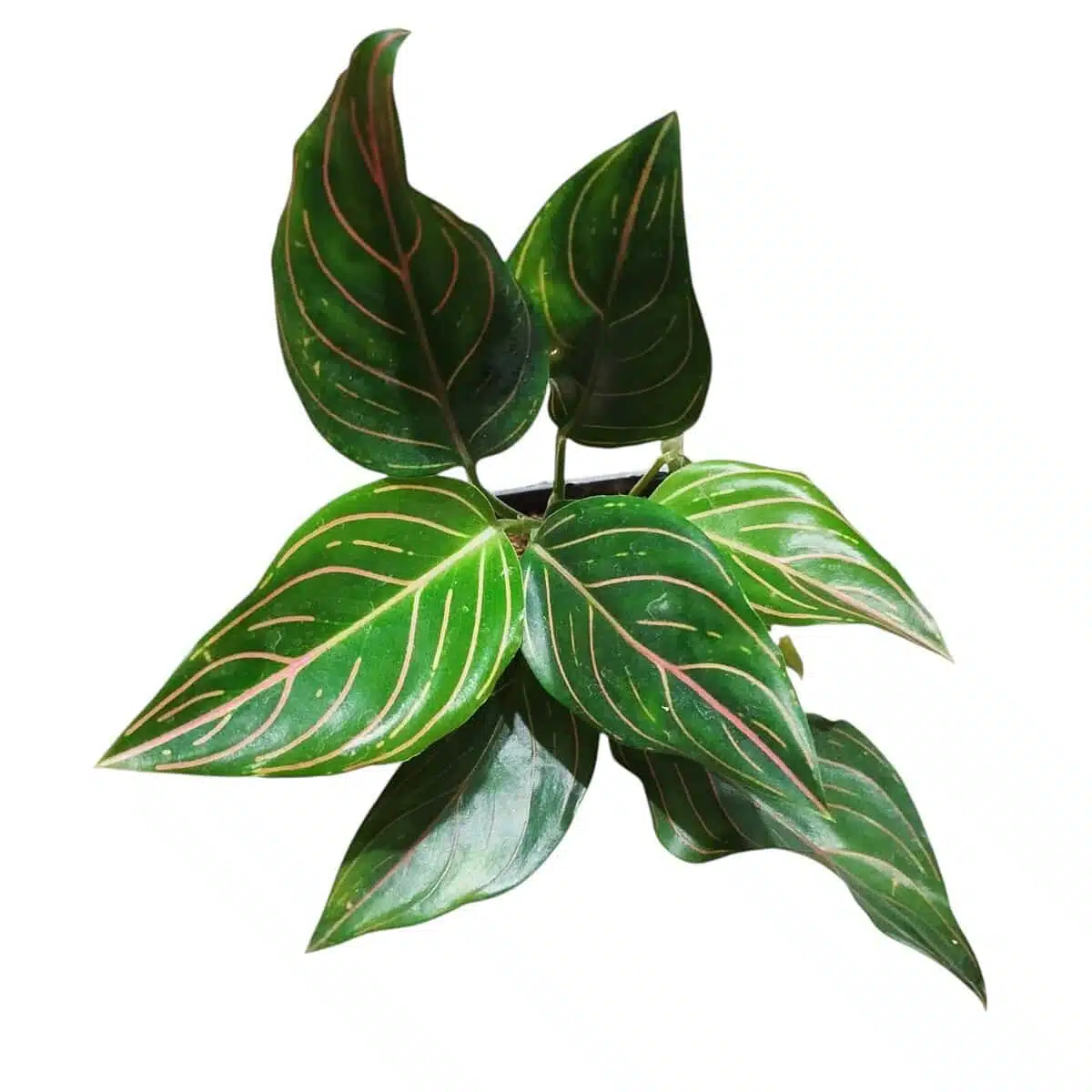 Aglaonema Rotundum Tiger - Image 7