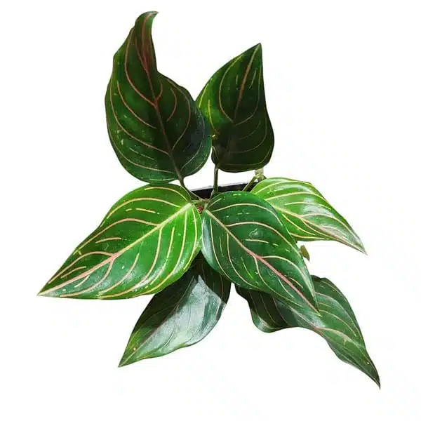 Aglaonema Rotundum Tiger - Image 7