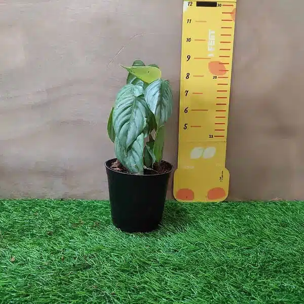 Philodendron Sodiroi - Image 2