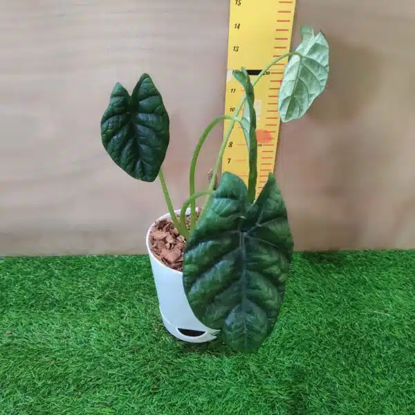 Alocasia Sinuata (Alocasia quilted/Alocasia 'Bullata') - Image 2