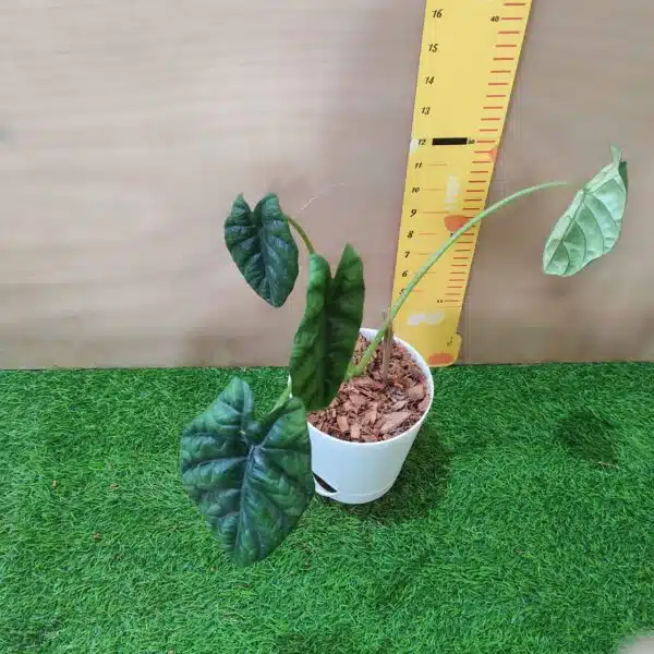 Alocasia Sinuata (Alocasia quilted/Alocasia 'Bullata') - Image 3