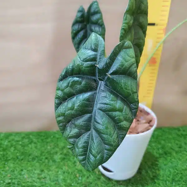 Alocasia Sinuata (Alocasia quilted/Alocasia 'Bullata') - Image 4