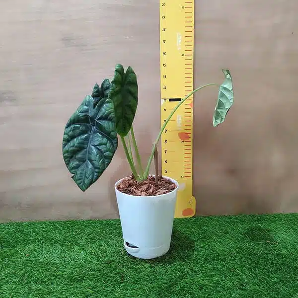 Alocasia Sinuata (Alocasia quilted/Alocasia 'Bullata') - Image 5