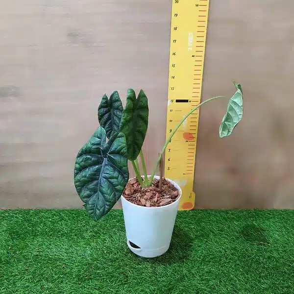 Alocasia Sinuata (Alocasia quilted/Alocasia 'Bullata') - Image 6
