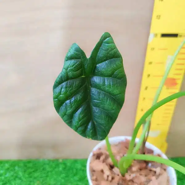 Alocasia Sinuata (Alocasia quilted/Alocasia 'Bullata') - Image 7