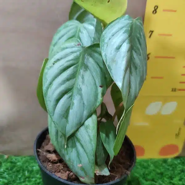 Philodendron Sodiroi - Image 4