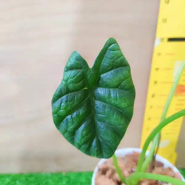 Alocasia Sinuata (Alocasia quilted/Alocasia 'Bullata') - Image 8