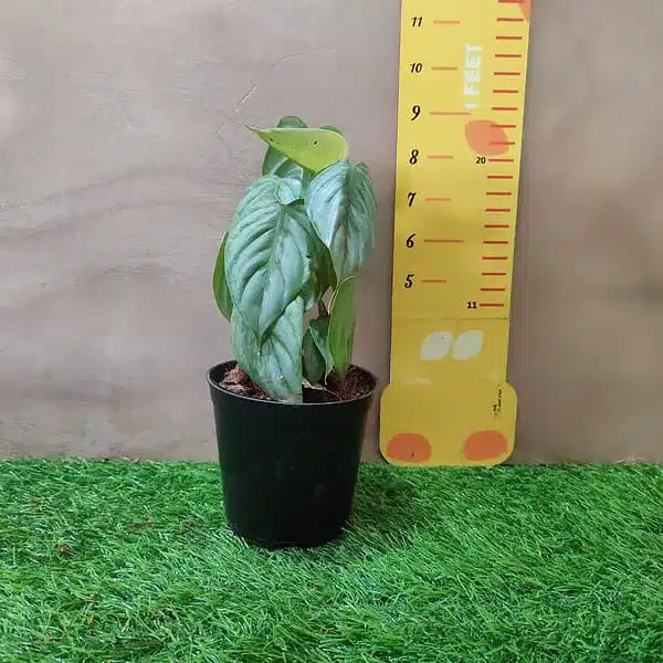 Philodendron Sodiroi - Image 5