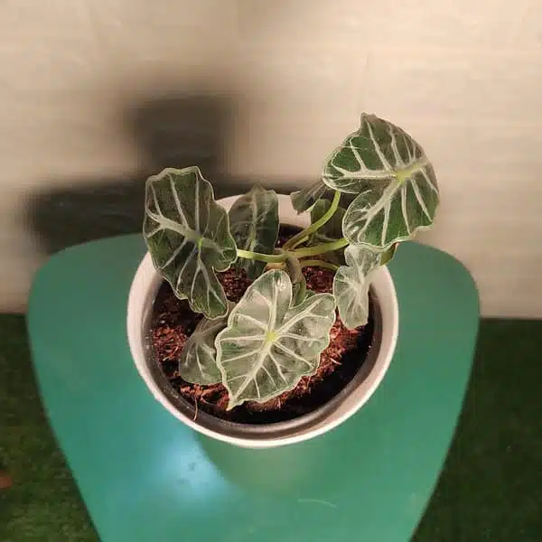 Alocasia Parasol - Image 5