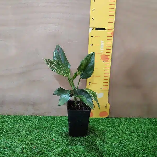 Aglaonema Rotundum Tiger - Image 3