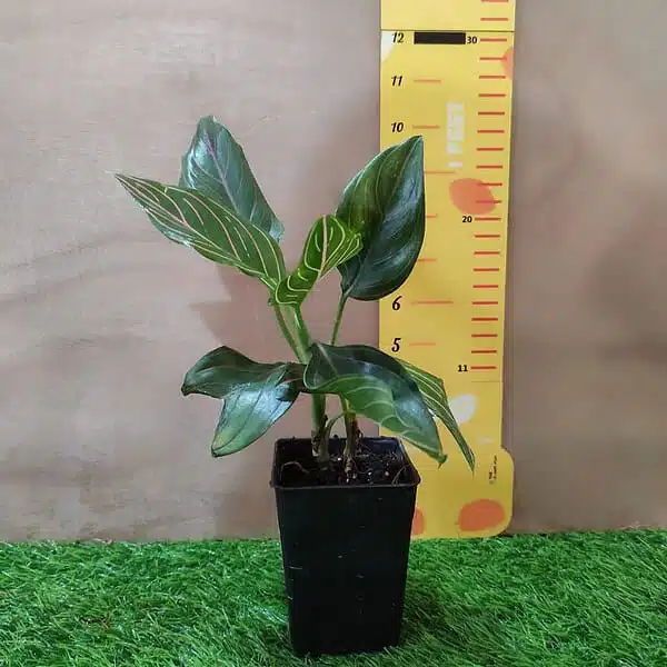 Aglaonema Rotundum Tiger - Image 2
