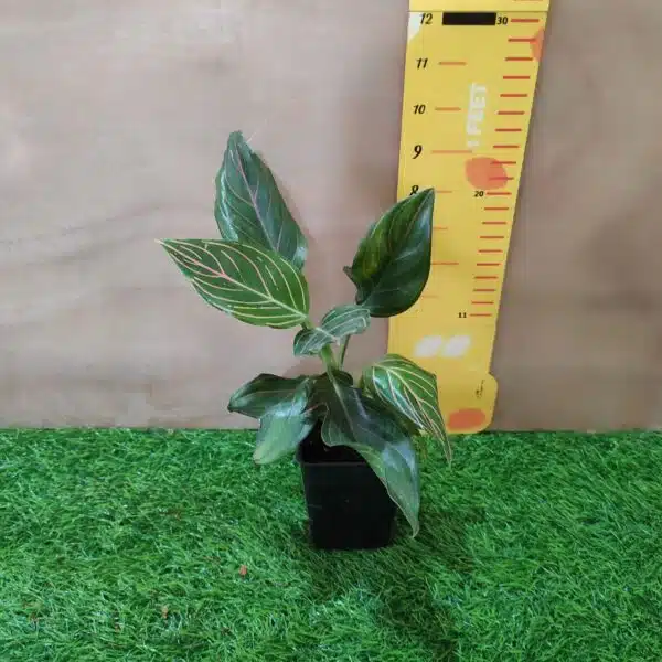 Aglaonema Rotundum Tiger - Image 5