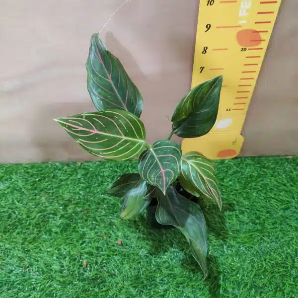 Aglaonema Rotundum Tiger - Image 4
