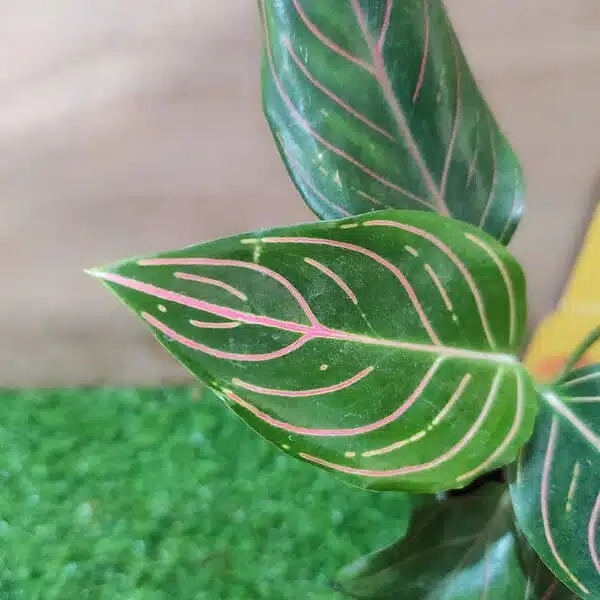 Aglaonema Rotundum Tiger - Image 6