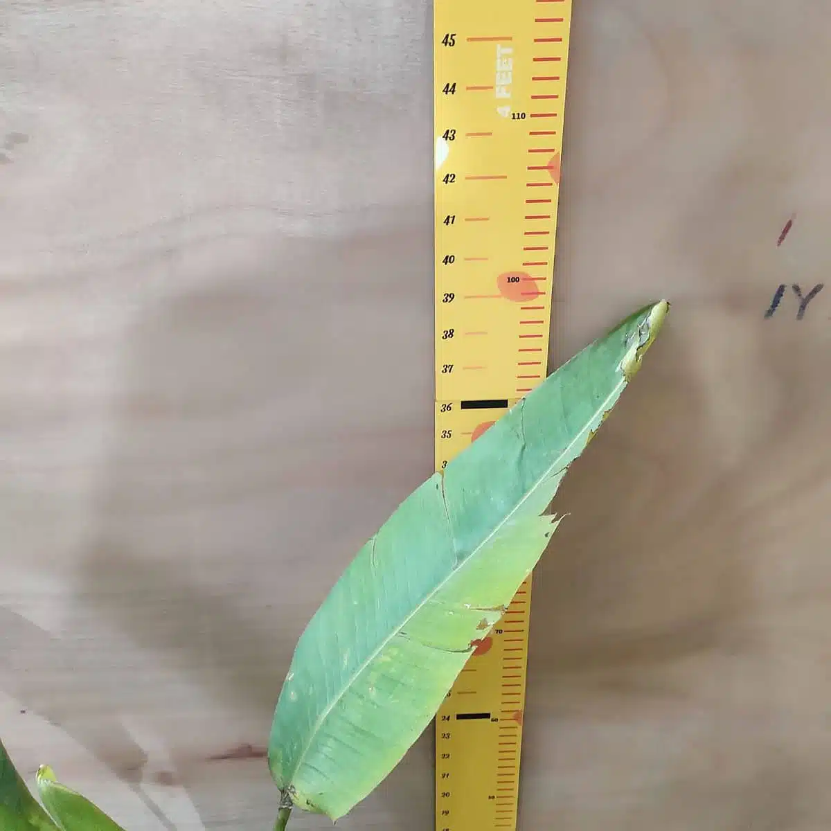 Traveller's palm (Ravenala Madagascariensis) - Image 3