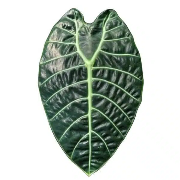 Alocasia Watsoniana - Image 5