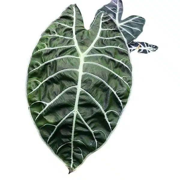 Alocasia Watsoniana - Image 6