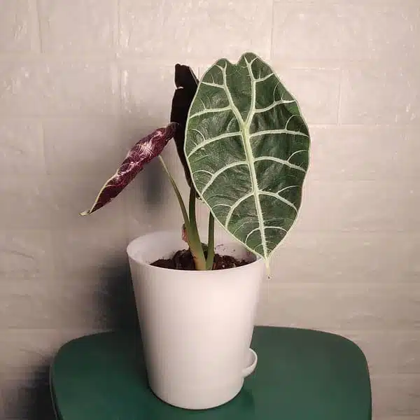 Alocasia Watsoniana - Image 4