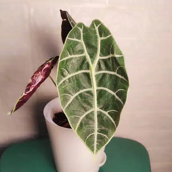 Alocasia Watsoniana - Image 2