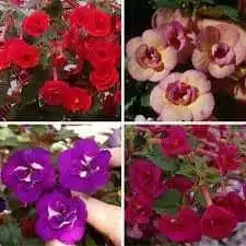 Achimenes Terry (Hybird Double Bloom) Mixed Color