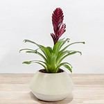 Bromeliad Vriesea Chocolate 'Flaming Sword' - Striking Tropical Plant with Vibrant Chocolate Flower