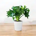Philodendron Dwarf (Super Atom)