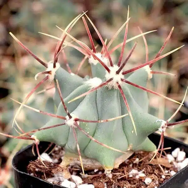 Ferocactus histrix - Electrode/Candy Barrel Cactus - Image 2