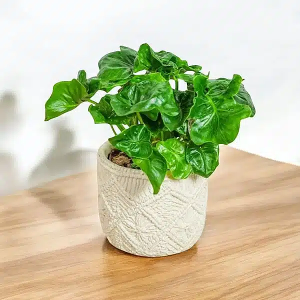 Philodendron Dwarf (Super Atom) - Image 3