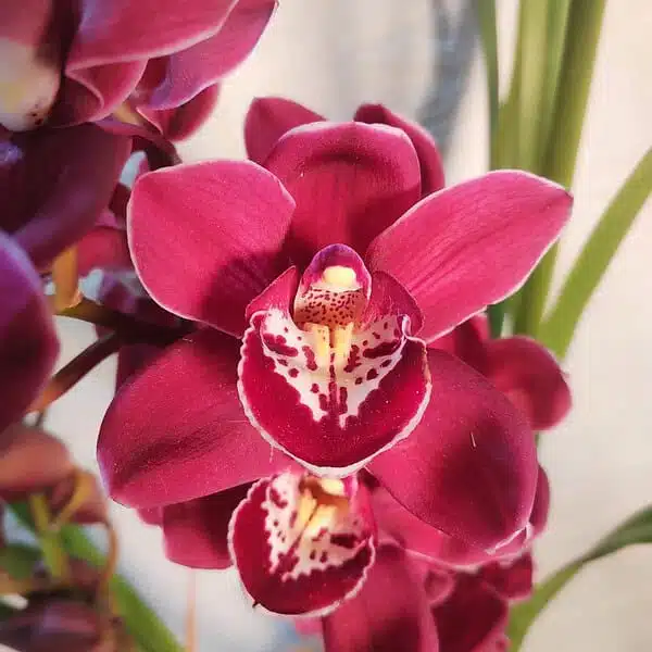 Cymbidium Valley Regent Reggae - Image 2