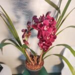 Cymbidium Valley Regent Reggae