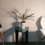 Buy Staghorn Fern (Platycerium Bifurcatum) - Unique and Easy to Care For