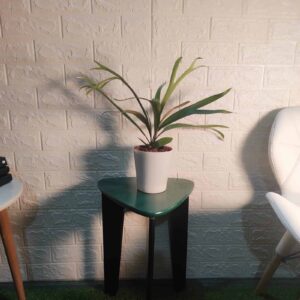 Buy Staghorn Fern (Platycerium Bifurcatum) – Unique and Easy to Care For