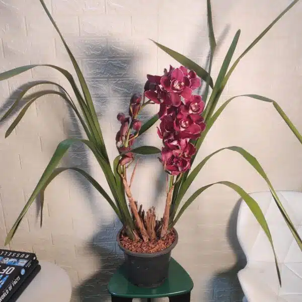 Cymbidium Valley Regent Reggae - Image 4