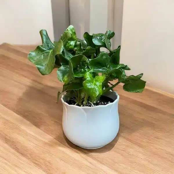 Philodendron Dwarf (Super Atom) - Image 2