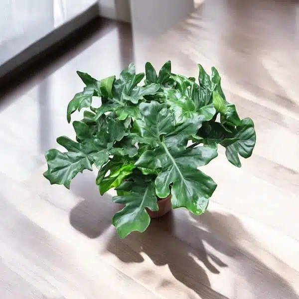 Philodendron Dwarf (Super Atom) - Image 5