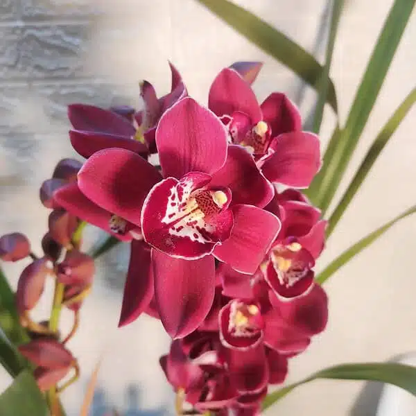 Cymbidium Valley Regent Reggae - Image 3