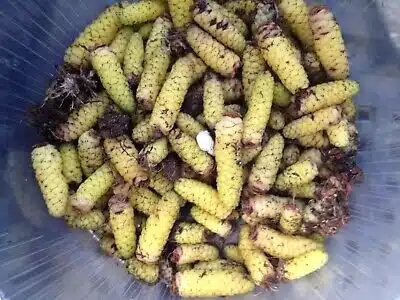 Achimenes Terry (Hybird Double Bloom) Mixed Color - Image 2